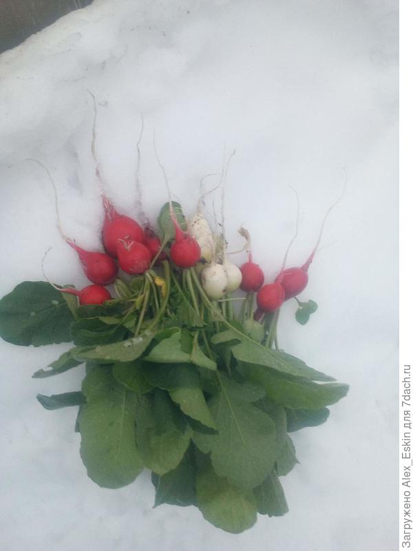 вот три штучки Белого зефира...