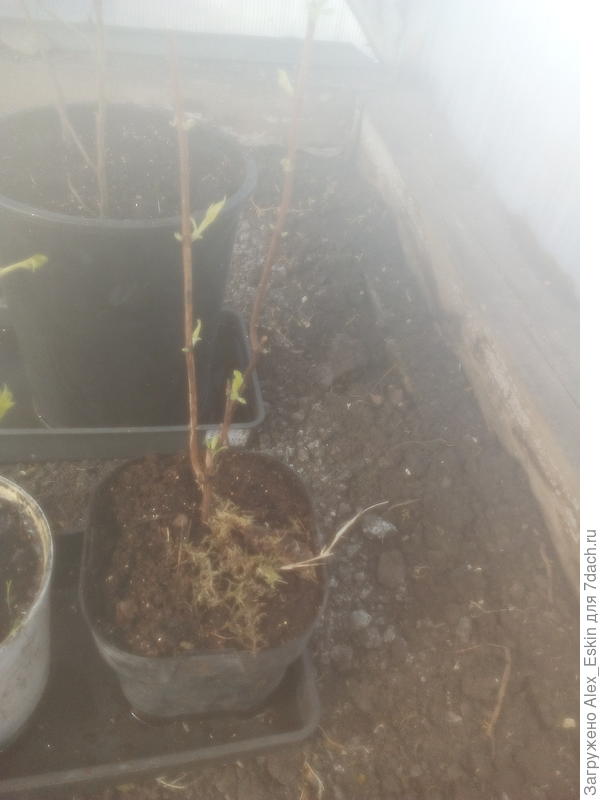 чубушник Арктика