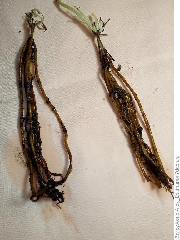 даже промывать не пришлось,при погружении в воду ком рассыпался