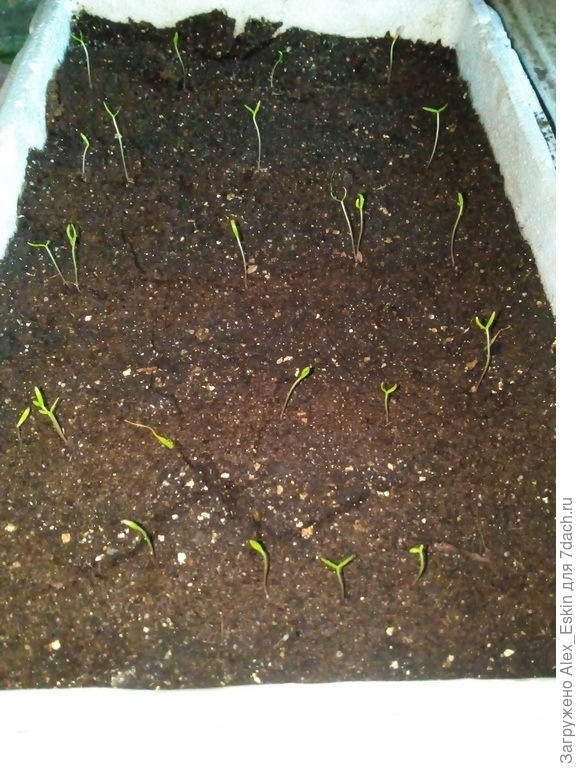 два росточка упали без причины...