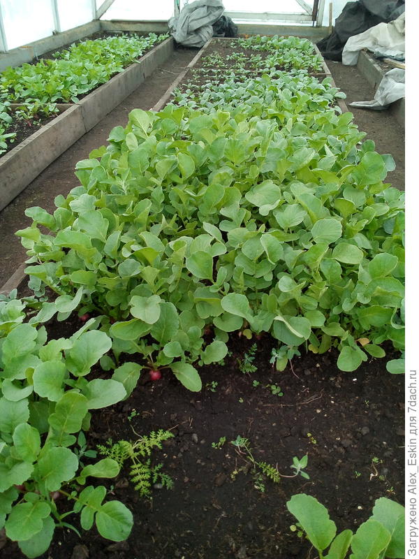 хорошо,теплицы выручают,редиски вдоволь....