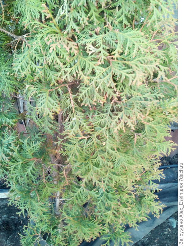 вот туечка-соседка