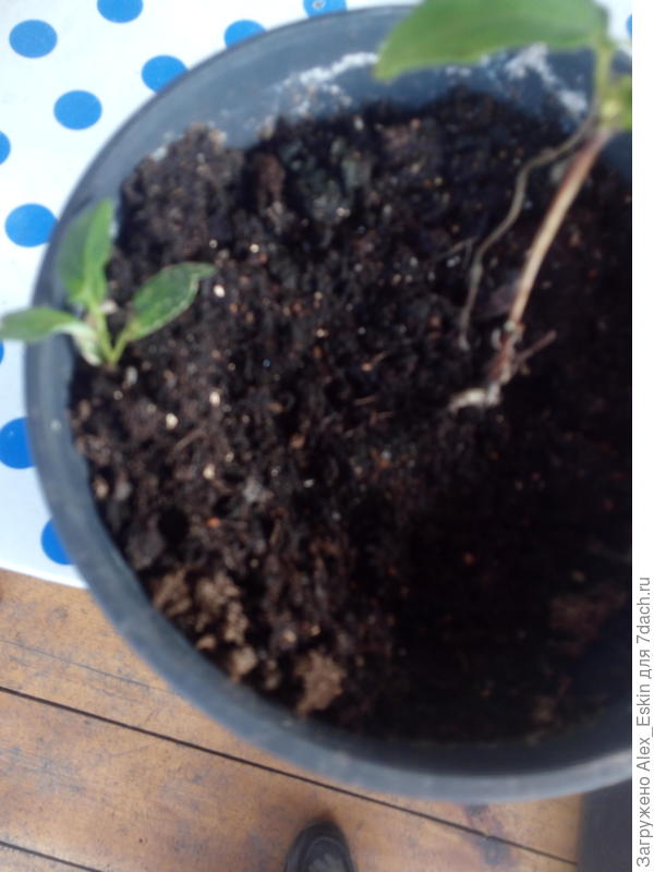 далековато от корня,наверное,сорняк..