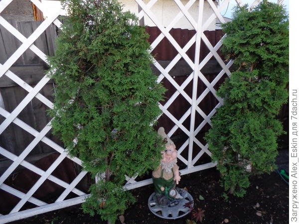 стали попышнее,появились побеги в нижней части