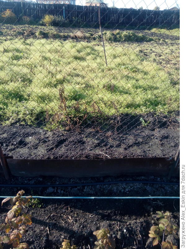 для сравнения,соседкина картошка,которой некоторые восторгались...(цыплят по осени считают)