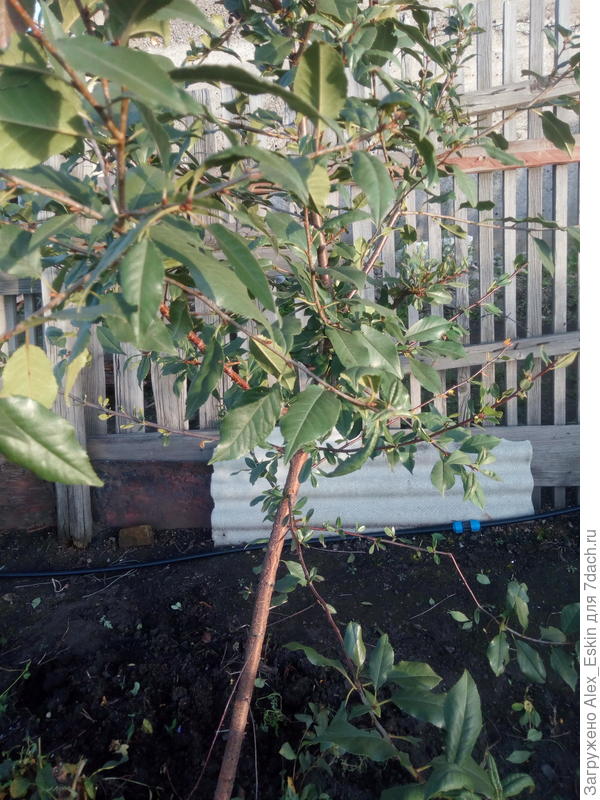 вот сорт бы,хотя бы примерно...