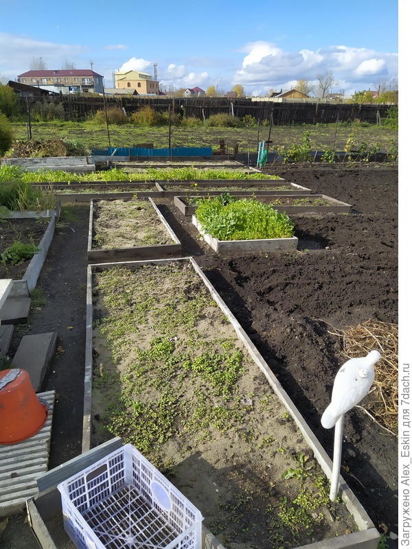 горчичка растёт...