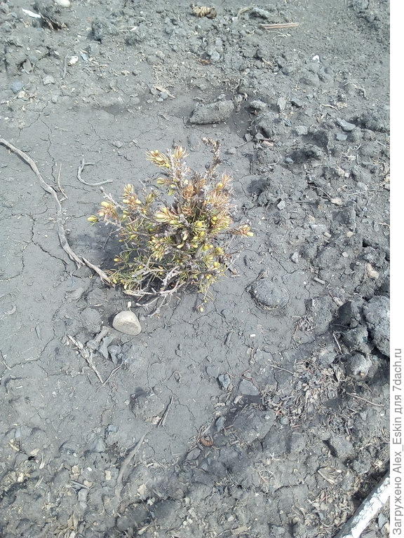 вот такая малышка