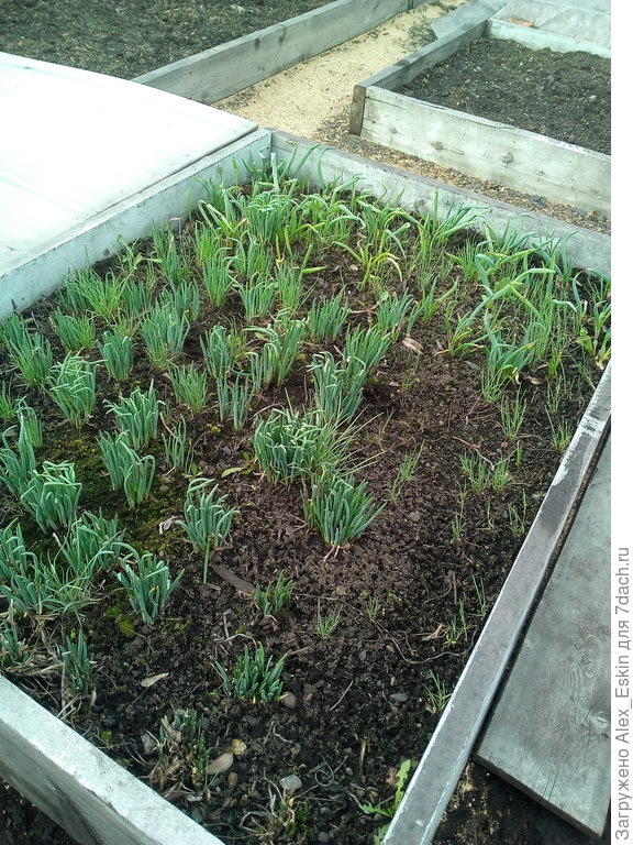 первая зелень ,2019 год