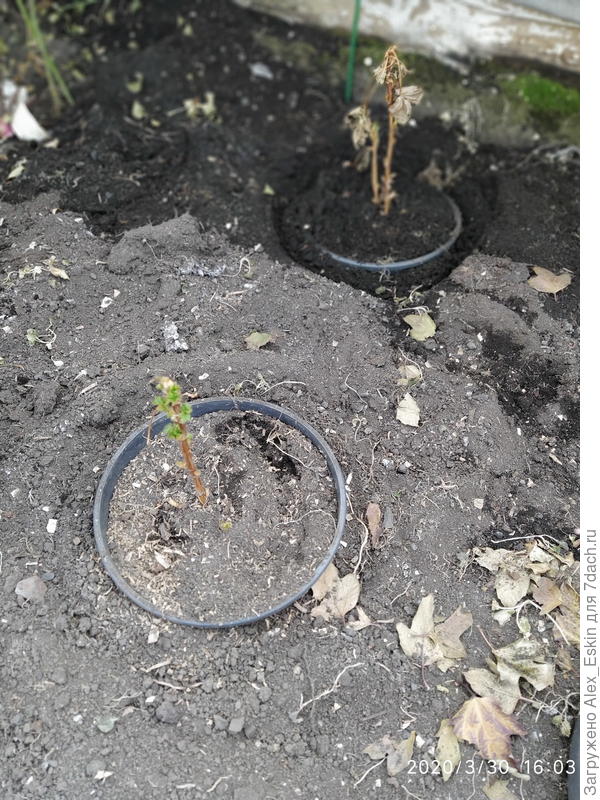 малыши обрадовались весне..(Охта-алданский виноград)