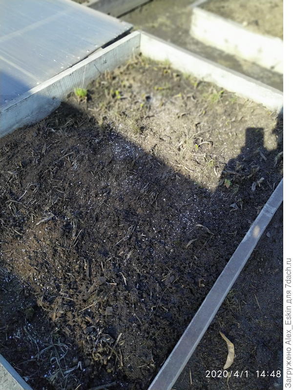 лучок проклёвывается