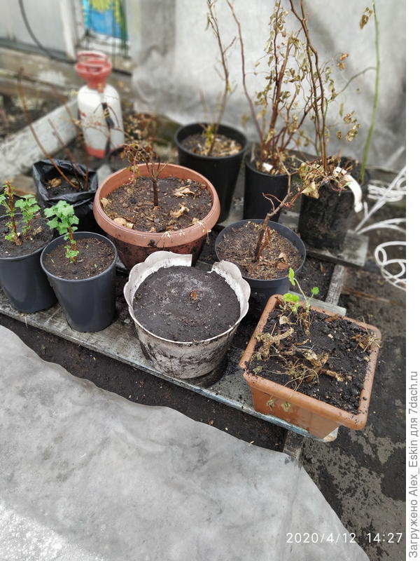 достал из прикопа в теплице