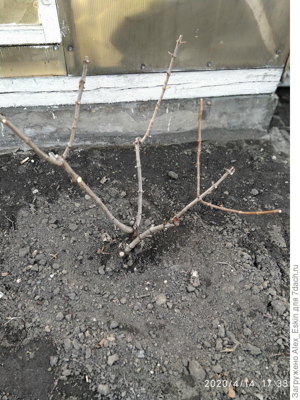 вид спереди