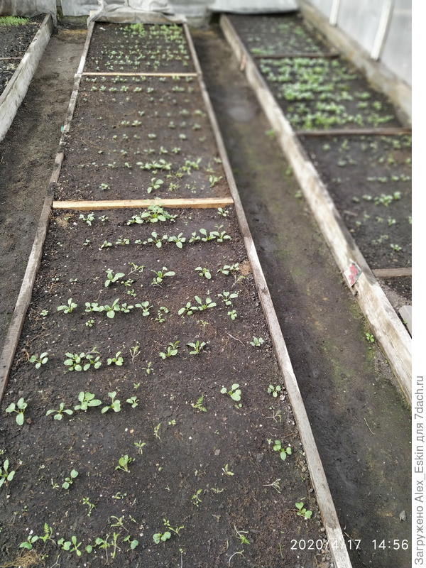 а редиска взошла и тормознулась