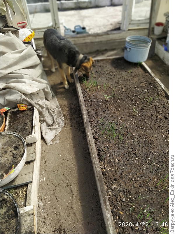 это хозяйка-Аля(Алина)