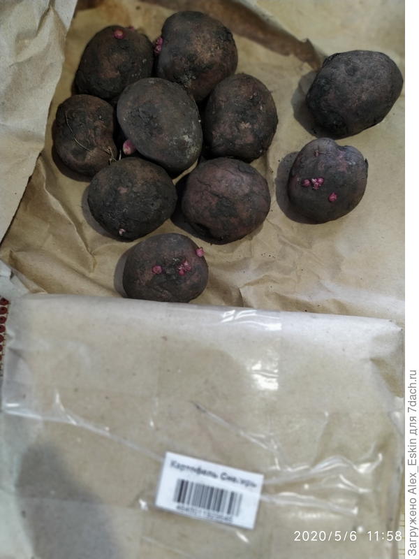 Снегирь,выглядит лучше всех