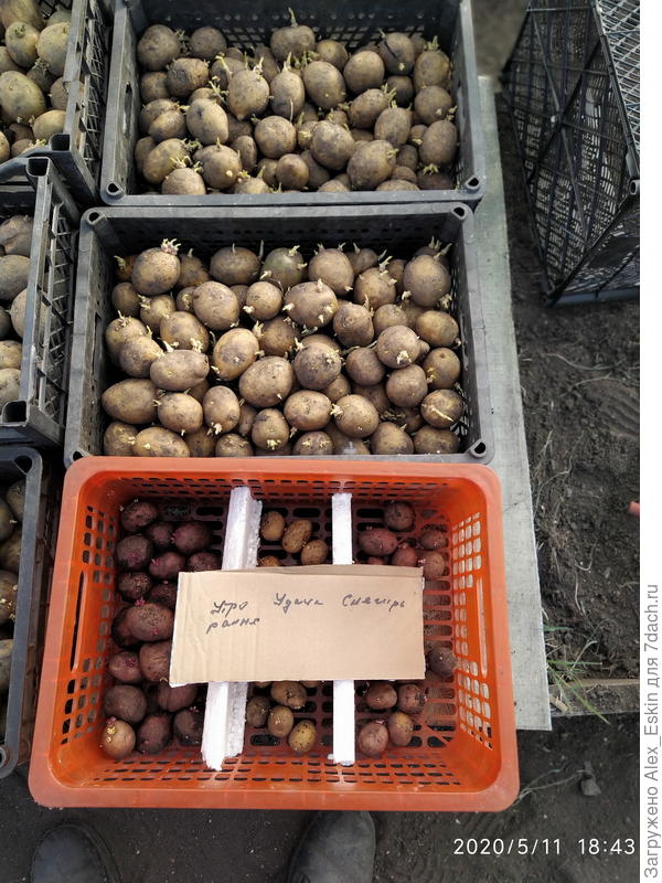 думаю,нормальный посадочный материал