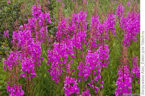 Вот точно Иван чай