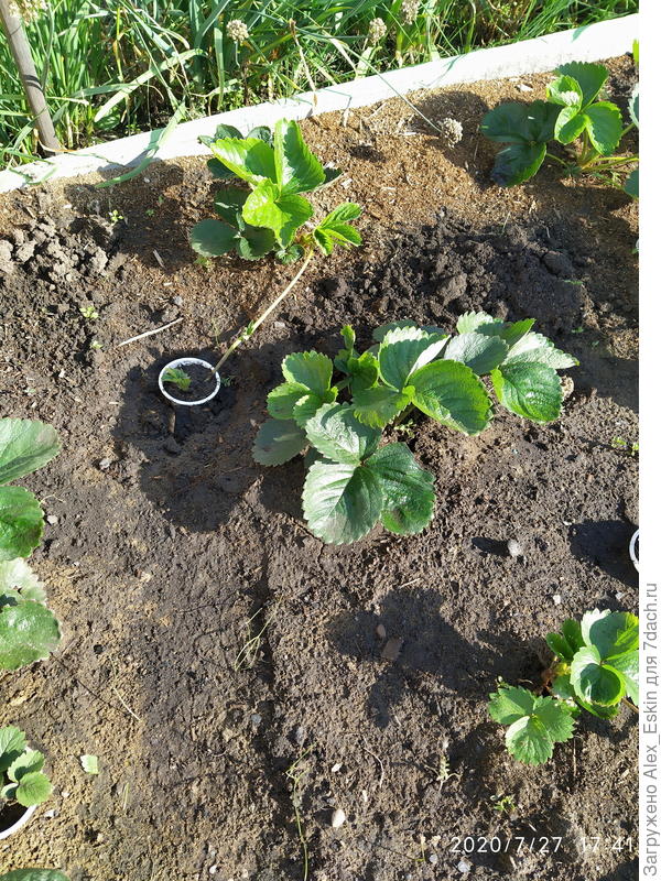 куст с усами