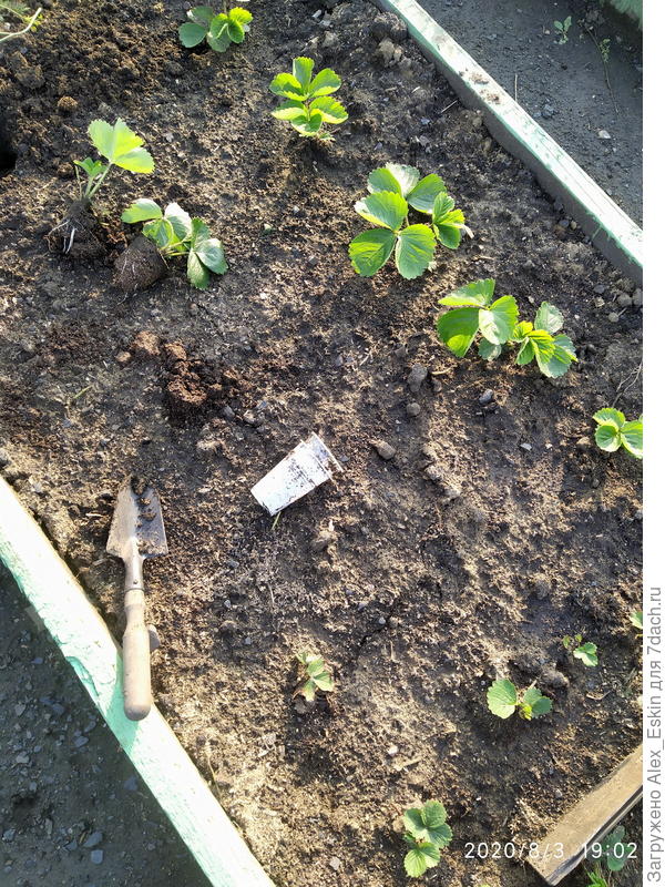 новая грядка