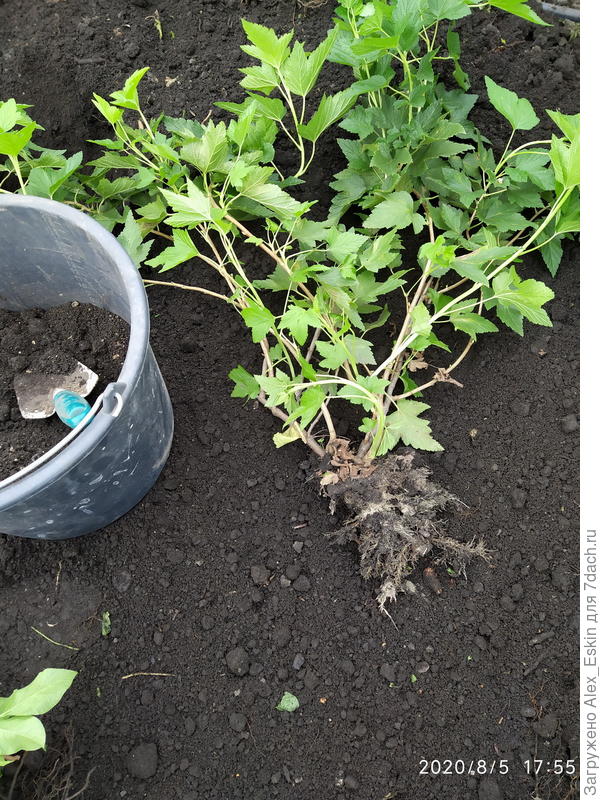 вот такой саженец получился