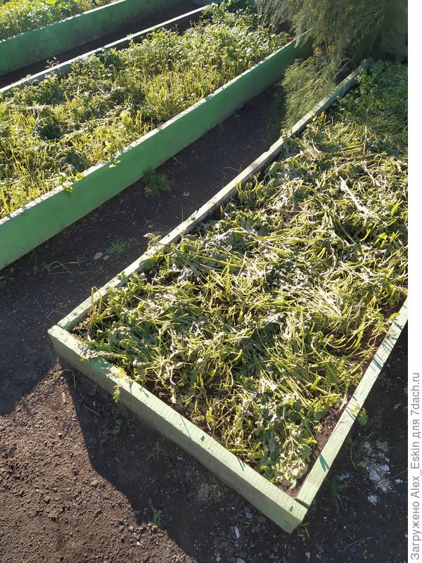 эта уже скошена,так и уйдёт в зиму