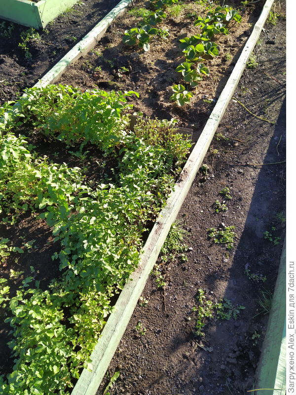 готовлю полгрядки на весну под землянику