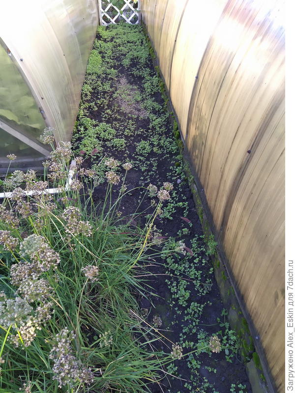 и между теплиц посеял,сорняки задушить