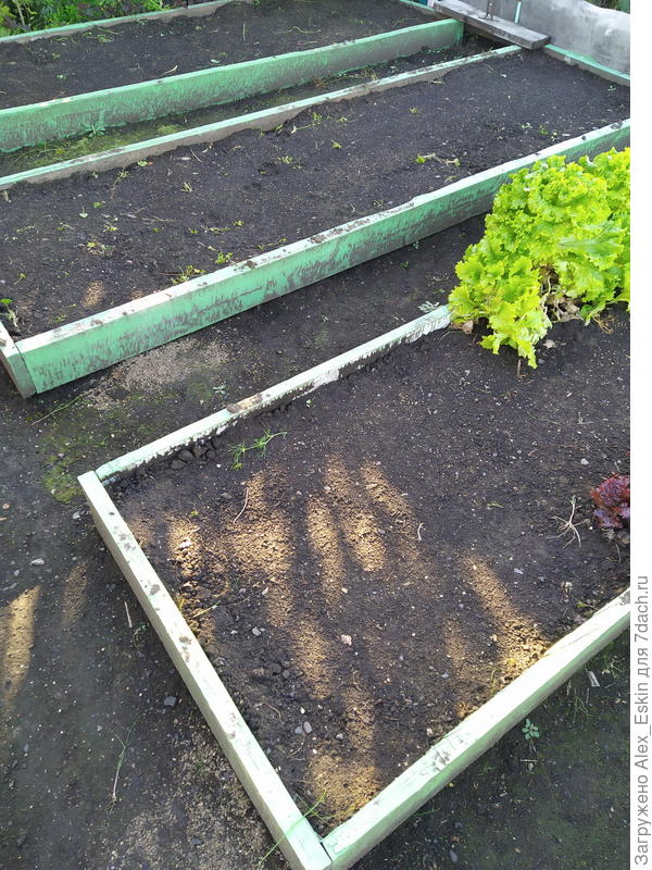 только позавчера засеял