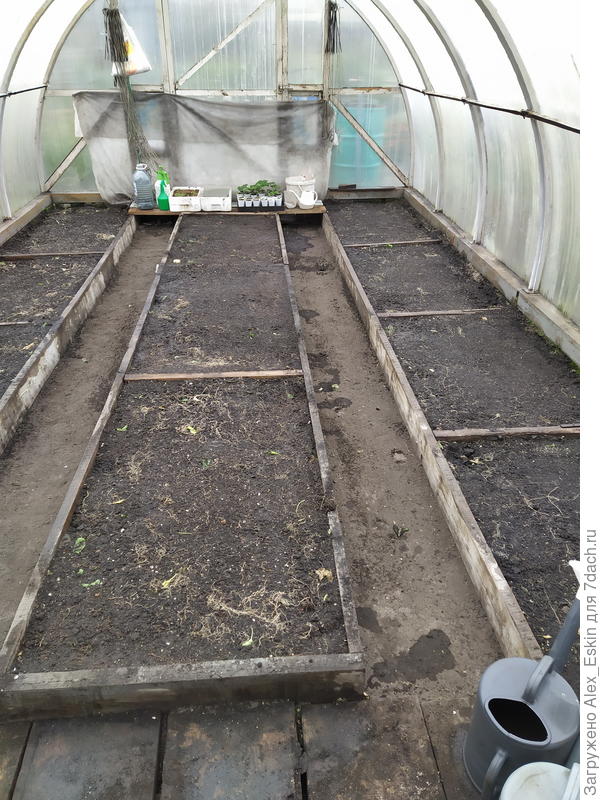 сидераты засеял,пролил