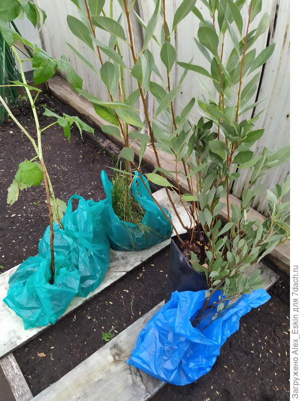 мои ягоднички