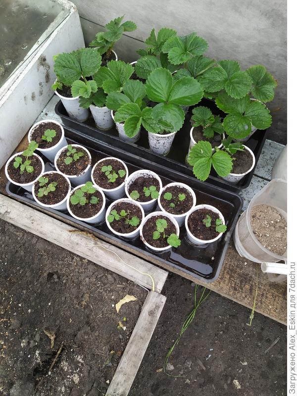 маленькие из семян,большие из усов