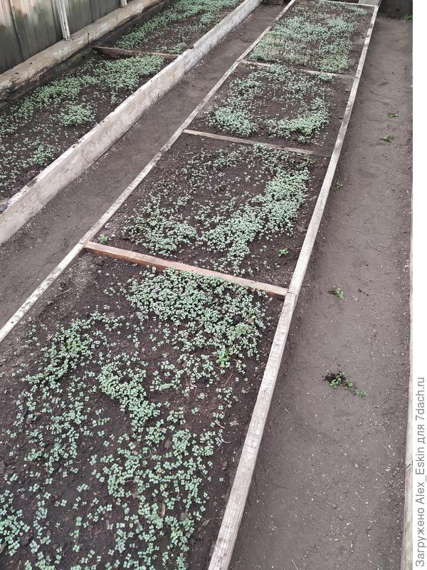 А это горчица