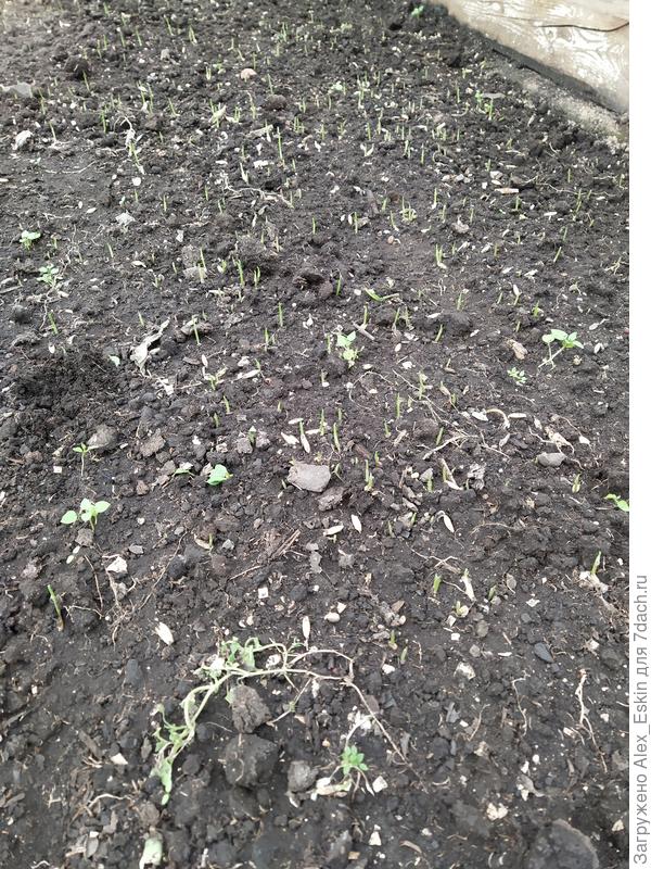 Всходит овёс