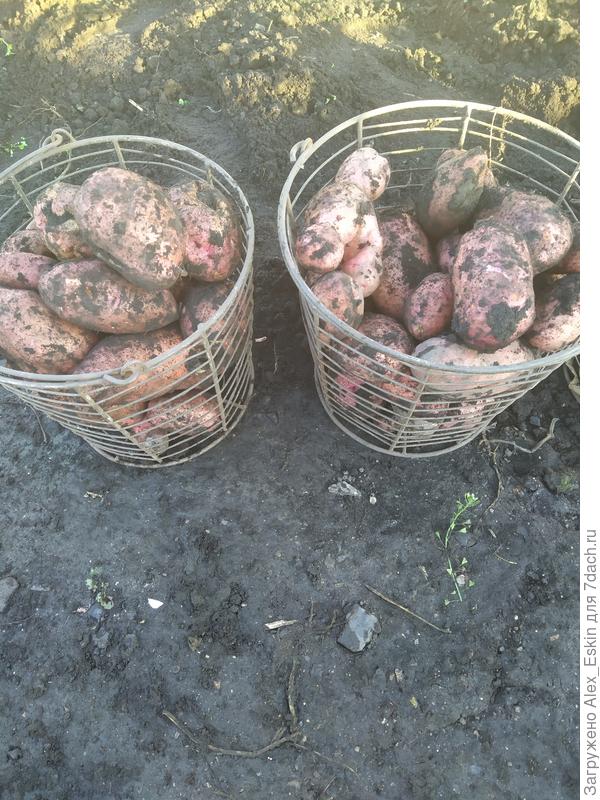 Из мини клубней