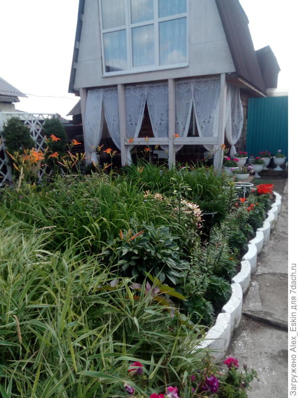 вот 2019 год,лебедей и не видно за лилейниками