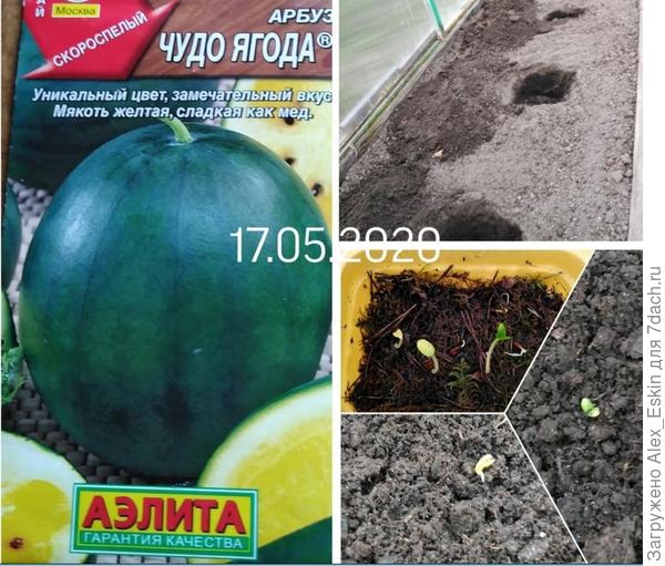 вот такие коллажи