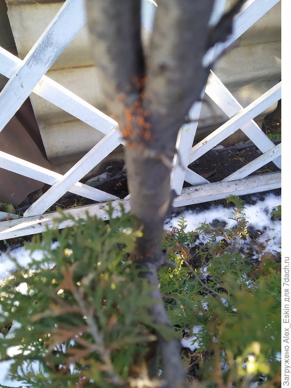 образования на стволе