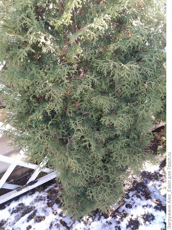 туя рядом,вполне здорова