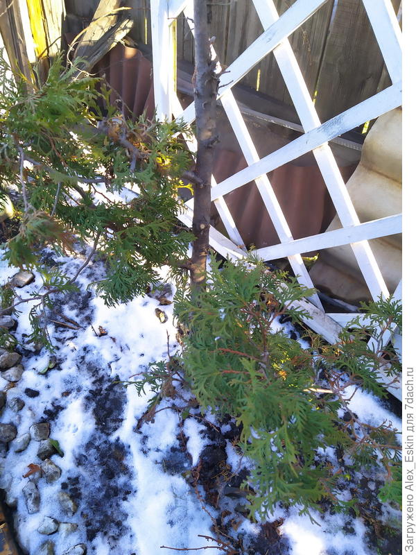 вот такой у неё печальный вид