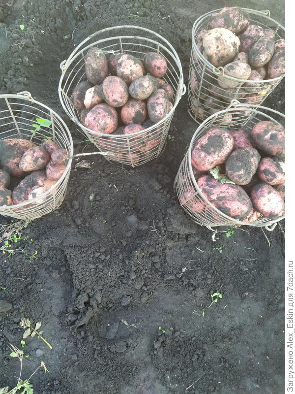 из мини клубней,&amp;quot;Снегирь&amp;quot;