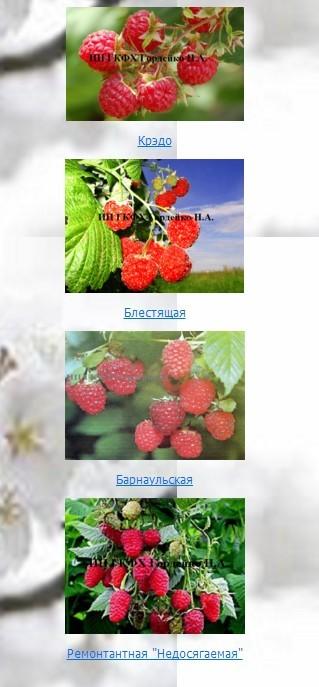 вот такие сорта