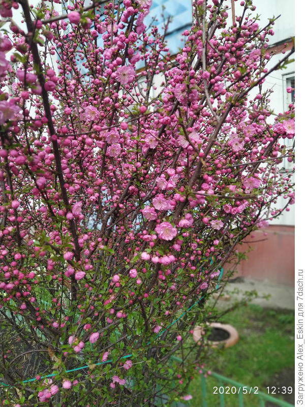 вот такой куст хочу