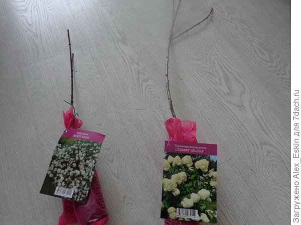 Гортензия и Чубушник