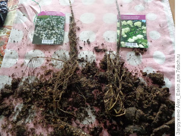 довольно хорошая корневая