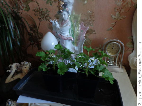 Королевская пеларгония