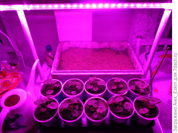 под стеклом земляника,в стаканчиках пеларгония