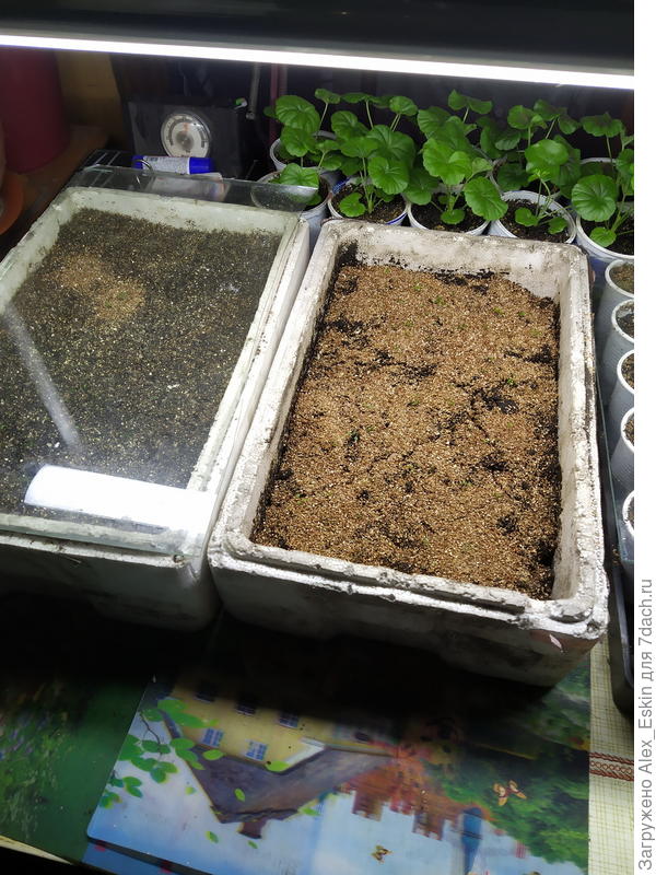 здесь же земляника