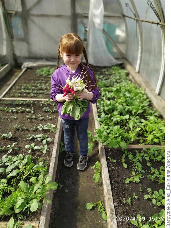 вот и урожай