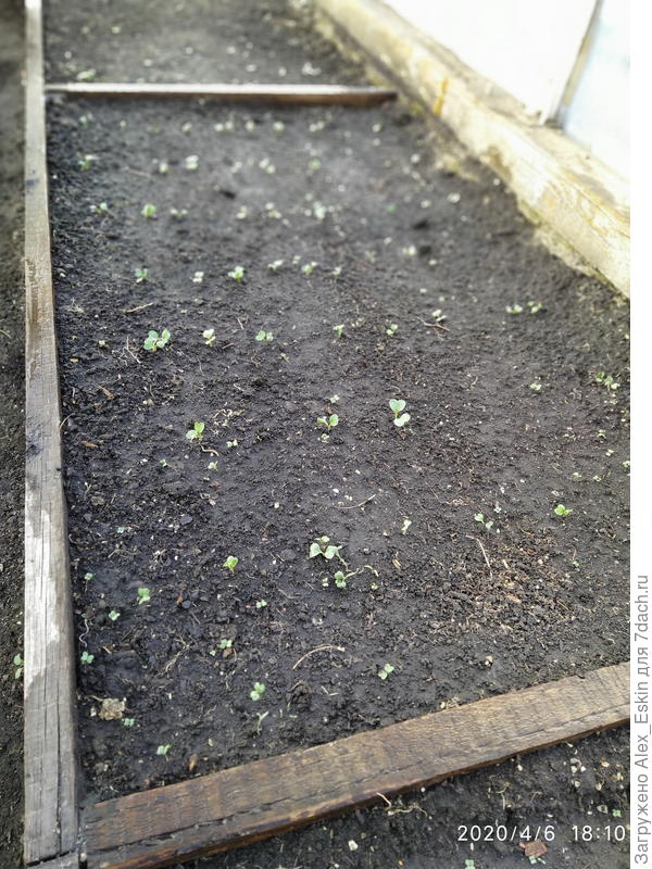 первые всходы